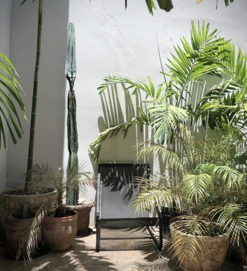 The patio terrace has been transformed into a green oasis with a magnificent cactus collection and tropical plants